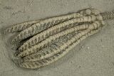 Fossil Crinoid (Decadocrinus) & Starfish Plate - Indiana #310206-2